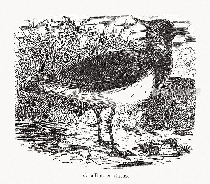 北田凫(Vanellus Vanellus)，木版，1893年出版